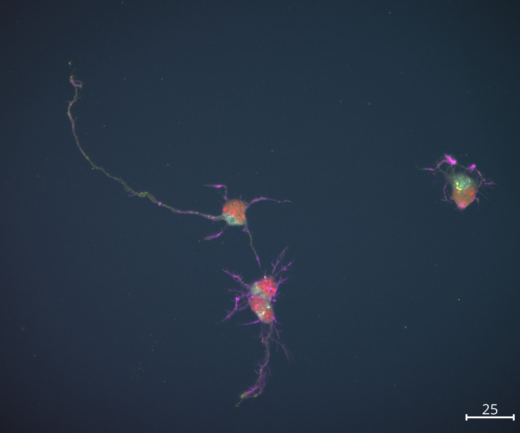 primary-neuron-image